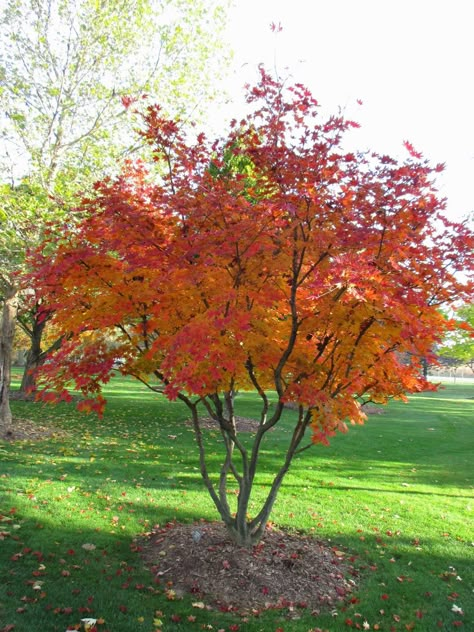 stewartia pseudocamellia fall color - Google Search Japanese Stewartia, Stewartia Pseudocamellia, Multistem Trees, Maple Tree Landscape, Fall Color Trees, Trees For Front Yard, Small City Garden, Tree Autumn, Landscaping Trees