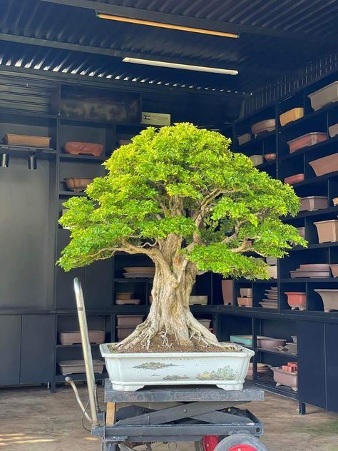 Murraya Paniculata, Bonsai Forest, Bonsai Styles, Japanese Bonsai, Bonsai Art, Bonsai Plants, Bonsai Garden, Foam Crafts, Bonsai Tree