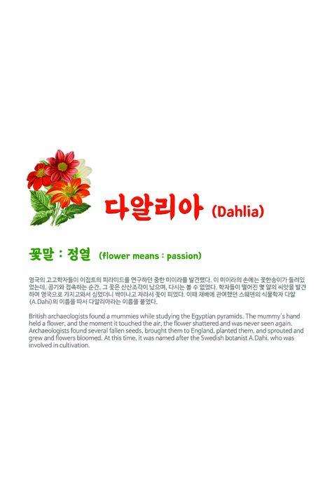 Korean Alphabet, Flower Meanings, Language Of Flowers, Dahlia Flower, Flower Diy Crafts, African Violets, Water Lilies, Lily Of The Valley, Instagram Quotes