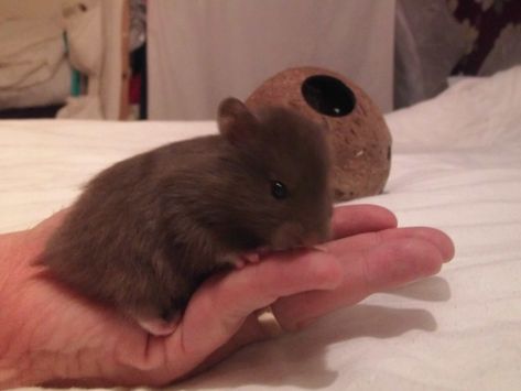 cutest photo chocolate long haired satin baby boy hamster age 3 week old at happy hamsters Brown Syrian Hamster, Brown Hamster, Long Haired Syrian Hamster, Long Haired Hamster, Baby Hamster, Syrian Hamster, Age 3, Hamsters, Cute Hamsters