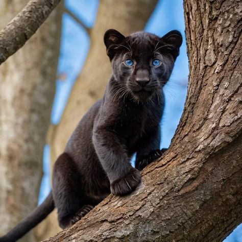 Pumas Animal, Black Panther Animal, Panther Cub, Baby Panther, Black Panther Cat, Panther Pictures, Big Cats Photography, Panther Cat, Wild Animals Photography