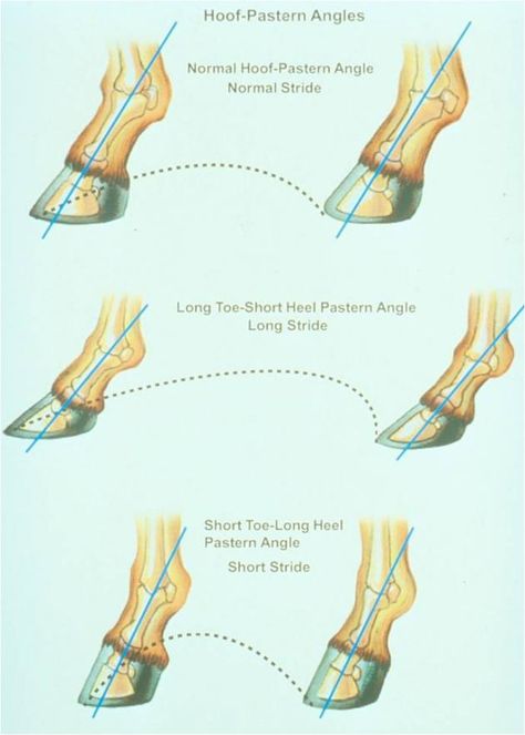 Horse Judging, Horse Hooves, Equine Vet, Equine Science, Horse Conformation, Equine Anatomy, Equine Massage, Horse Hacks, Equine Veterinary