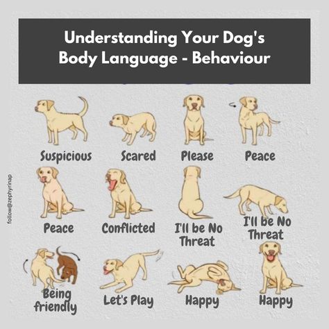 All pet owners have wondered at one point or another – what is my dog thinking? Dogs signal their feelings through their: General body posture Ear position Tail position Mouth shape Facial expression Dog Tail Meaning Language, Dog Tail Meaning, Dog Facial Expressions, Dog Apps, Dog Body Language, Service Dog Training, What Kind Of Dog, Dogs Training, Dog Training Treats