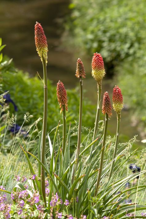 Red Hot Poker Plant Care, Red Hot Poker Plant Landscaping, Red Hot Poker, Red Hot Poker Plant, Dinosaur Plant, How To Make Red, Plant Maintenance, Front Yard Plants, Bloom Blossom