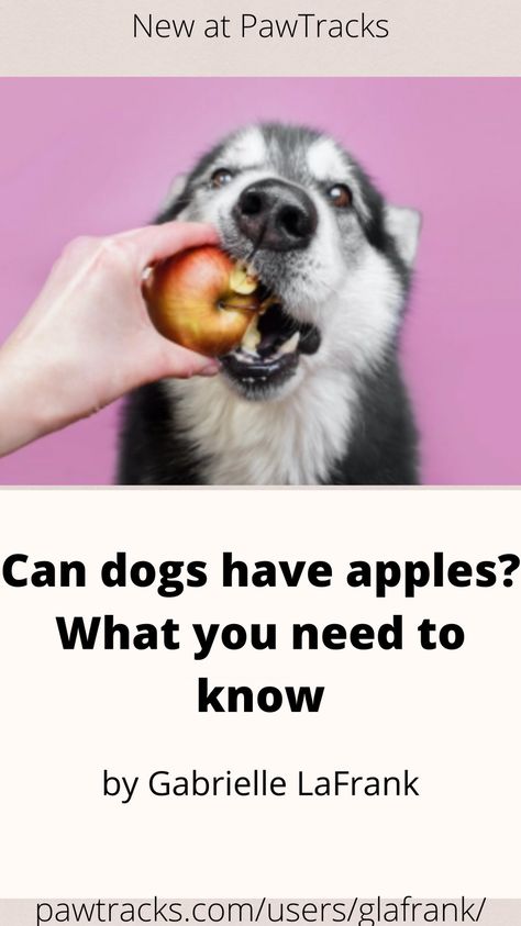 Can dogs have apples? Are apples safe for dogs? We get it — you have questions. In this article, we’ll review everything you need to know about feeding your dog apples, so by the time you’re done reading, you’ll feel ready to hit the grocery store. Apples For Dogs, Can Dogs Eat Apples, Dried Apple Rings, Bad Dog Breath, Make Dog Food, Apple Rings, Fruity Treats, Cooked Apples, Dried Apples