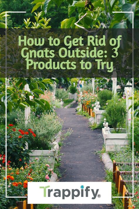 How To Get Rid Of Nats In The Yard, Gnats Outside How To Get Rid Of, Gnat Repellant Outdoor, How To Get Rid Of Gnats Outside, How To Get Rid Of Nats, Get Rid Of Gnats Outside, Gnat Repellant, Getting Rid Of Nats, How To Kill Gnats