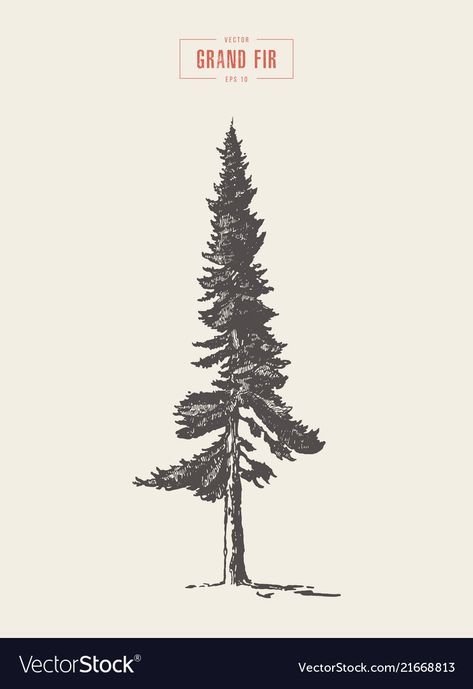 Fir Tree Tattoos, Fir Trees, Vintage Tree Illustration, Sketch Pine Tree, Cedar Tree Illustration, Douglas Fir Tree Drawing, Pine Tree Linocut, Redwood Tree Illustration, Vintage Pine Tree Illustration