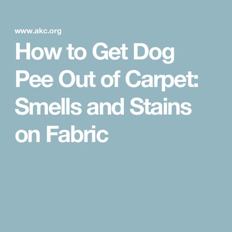 How to Get Dog Pee Out of Carpet: Smells and Stains on Fabric Dog Pee Out Of Carpet, Pee Out Of Carpet, Dog Pee On Carpet, Dog Pee Smell, Pee Stains, Pee Smell, Dog Dental Health, Detection Dogs, Dog Urine