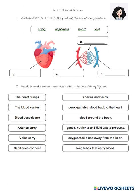 Respiratory system and circulatory system online activity for GRADE 4. You can do the exercises online or download the worksheet as pdf. Circulatory System Worksheets, Respiratory System Worksheet, Respiratory System Activities, Circulatory System Projects, Circulatory System For Kids, Circulatory System Activities, Digestive System Worksheet, Excretory System, The Circulatory System