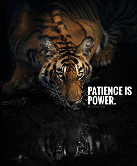 Quotes • Motivation • Success (@motivating.force) en Instagram: "Master patience and you master everything else. ⏳ . Join the Pack: @motivating.force for more…" Quotes Confidence, Tiger Photography, Quotes Self Love, Trick Quote, Lion Quotes, Quotes Self, Brain Tricks, First Day Of Work, Youtube Money