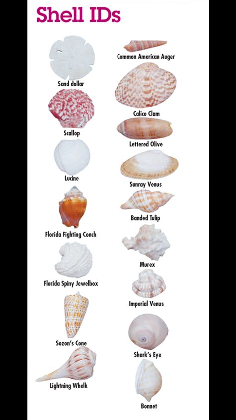 Shell Identification Chart, Shell Names, Shell Hunting, Seashell Identification, Sea Shell Ideas, Ocean Things, Sharks Teeth, Types Of Shells, Chakras Crystals