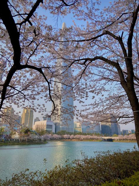 Cherry blossom in front of Seoul lotte tower. With lake at bottom of photo Seoul Korea Cherry Blossoms, Lotte World Seoul Aesthetic, Seoul In Spring, Facts About Korea, Korea Vacation, Seoul Korea Travel, Korea Trip, South Korea Seoul, Lotte World