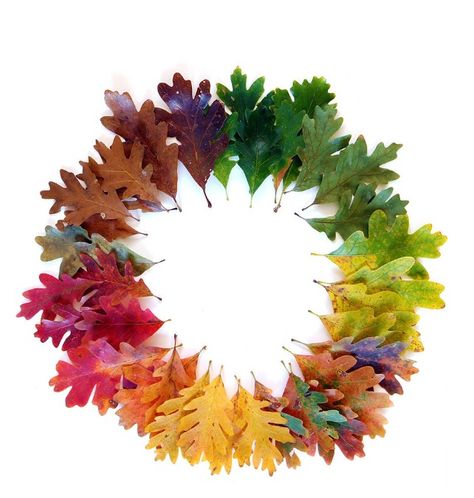 Neatly organized White Oak Leaf, Mary Jo Hoffman, Things Organized Neatly, Everything Is Illuminated, Rainbow Connection, Leaf Wreath, Autumn Art, Land Art, A Circle