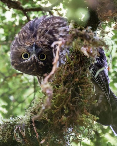 Forest Restoration, American Flag Drawing, Flying Photography, Nz Birds, New Zealand Tattoo, Birds Illustration, Mosaic Birds, Owl Pictures, Caption This