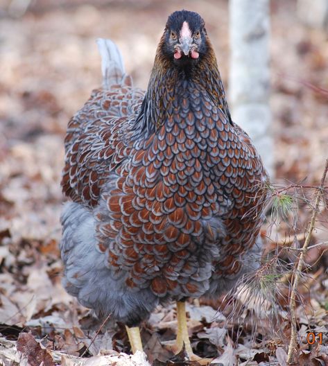 Blue Laced Red Wyandotte Hens, Wyandotte Rooster, Chickens In The Garden, Wyandotte Hen, Blue Laced Red Wyandotte, Types Of Chickens, Chicken Garden, Crazy Chicken Lady, Chicken Lady