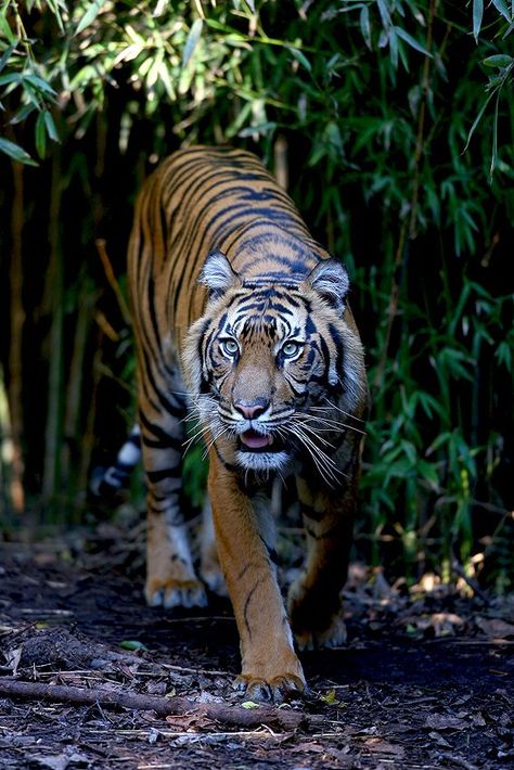 HELP SAVE THE ENDANGERED MALAYAN TIGERS! Tell Malaysia Ministry of Natural Resources & Environment: STOP LOGGING in the Rainforest! The Belum-Temengor Forest Complex is one of the last refuges for amazing, yet highly threatened wildlife, such as the Malayan tiger, Asian elephant, & Sunda pangolin. PLZ Sign & Share! Sunda Pangolin, African Rainforest, Tiger Species, Malayan Tiger, Melbourne Zoo, Endangered Plants, Sand Cat, Water For Elephants, Tiger Love