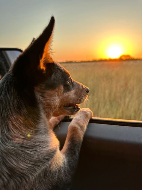 Blue Heeler Aesthetic, Dog Moodboard, Red Heelers, Red Heeler, With Mom, Blue Heeler, Australian Cattle Dog, Cattle Dog, Mom Dad