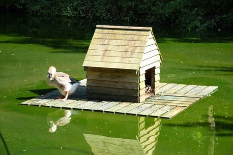 The Pros and Cons of Ducks on the Homestead | Proverbs 31 Woman Duck Shelter, Floating Duck House, Duck House Diy, Doghouse Ideas, Duck House Plans, Duck Houses, Duck Island, Duck Pens, Crazy Mother