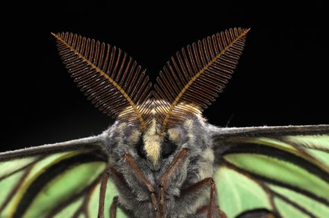 Male Spanish Moon Moth Graellsia isabellae Spanish Moon Moth, Snail Tattoo, Insect Wings, Moon Moth, Male Cosplay, Beautiful Butterflies, Wildlife Photography, Moth, Insects