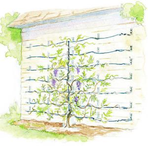 HOW TO; Supporting Wisteria Vines    Learn how to grow it against a wall or up an arbor Wisteria Trellis, Wisteria Vines, Garden Vines, Climbing Plants, Garden Cottage, Back Garden, Dream Garden, Wisteria, Garden Planning