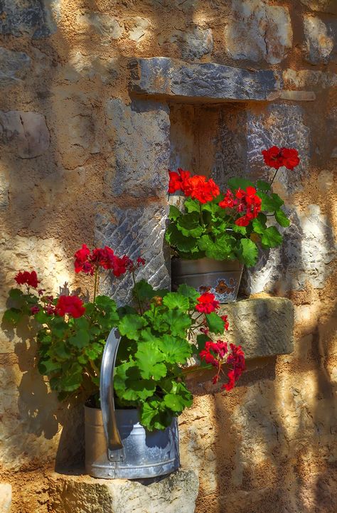 The jewel of our offer,according to the very persuasive reviews of our foreign guests,is the Dalmatian Ethno Village, situated in the heart of the Resort Geranium Diffuser Blend, Geranium Young Living, Pruning Geraniums, Propagating Geraniums, Geranium Planters, Geraniums Indoors, Overwintering Geraniums, Martha Washington Geranium, Growing Geraniums