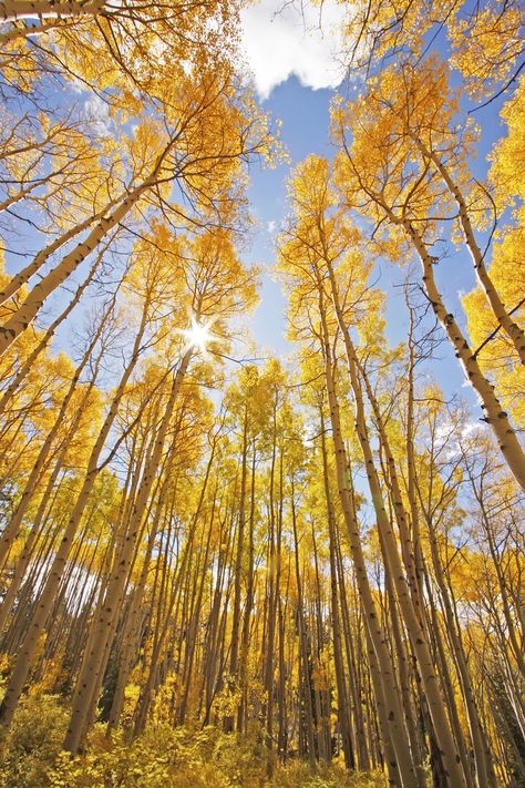 quaking-aspen-pando-trees Pando Tree, Boardroom Ideas, Quaking Aspen Tree, Aspen Trees Photography, Quaking Aspen, Hevea Brasiliensis, Timber Pergola, Working With Wood, Aspen Tree