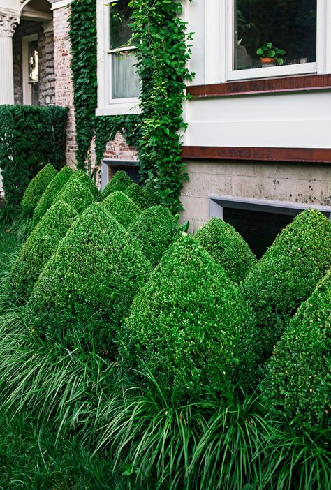 Juniper Topiary, Topiary Garden, Gardening Trends, Topiary Trees, Backyard Farming, Evergreen Trees, Garden Pests, Garden Trees, Decorating Small Spaces