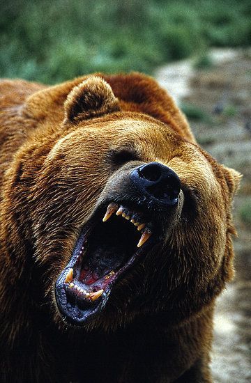 Gotta love the GRIZZ!!!! Bear Tattoos For Men, Grizzly Bear Photography, Grizzly Bear Tattoos, Bear Tattoo Designs, Angry Bear, Angry Animals, Petit Tattoo, Bear Tattoos, Bear Images