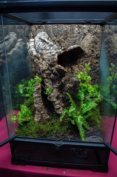 Terrarium Poecilotheria subfusca Crested Gecko Vivarium, Spider Terrarium, Gecko Vivarium, Lizard Terrarium, Terrariums Diy, Gecko Habitat, Frog Terrarium, Gecko Terrarium, Small Lizards