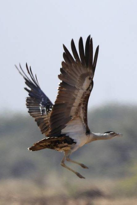 Bury Cables,’ Research Suggests to Save Great Indian Bustards from Extinction Great Indian Bustard, Sanjay Gandhi National Park, Kid Painting, Environment Conservation, Forest Department, Rare Species, Wildlife Habitat, Endangered Animals, Big Bird