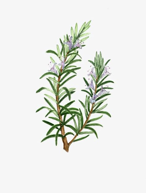 Rosemary Plant Illustration, Herbs With Flowers, Rosemary Sprig Tattoo Simple, Rosemary Plant Tattoo, Rosemary Plant Drawing, Rosemary Flower Tattoo, Rosemary Painting, Rosemary Embroidery, Rosemary Drawing