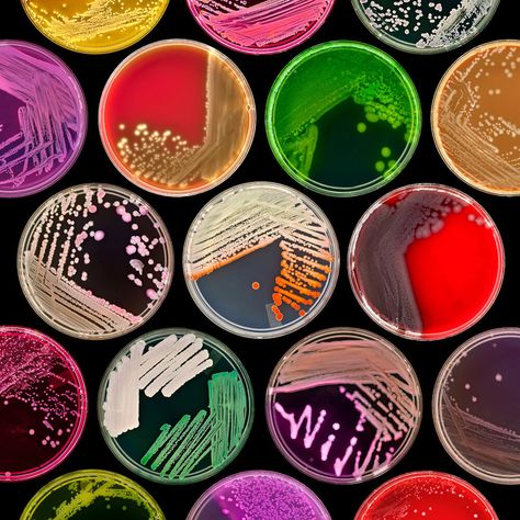 Finalist | Plants & Fungi Microbiology Photography, Microorganisms Microbiology, Microbiology Aesthetic, Microbiology Art, Microbiology Lab, Petri Dishes, Science Stickers, Biology Art, Plant Fungus