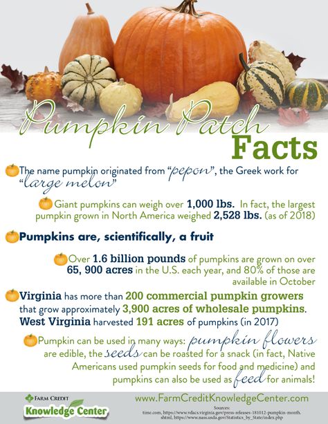 Pumpkin Facts Infographic Pumpkin Facts, Red Pumpkins, Large Pumpkins, Giant Pumpkin, Growing Pumpkins, Health Facts, A Pumpkin, Melon, Fall Fun