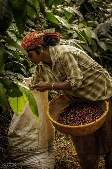 Coffee Board Ideas, Farmer Portrait, Women's International Day, Coffee Landscape, Coffee Bean Tree, Grow Coffee, Agriculture Pictures, Coffee Farming, Cacao Ceremony