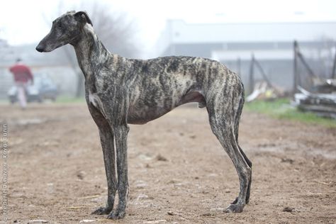 Spanish Greyhound. Spanish Greyhound, Dog Draw, Silken Windhound, Ibizan Hound, Scottish Deerhound, Disabled Dog, Abc Order, Afghan Hound, Irish Wolfhound