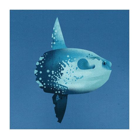 Sunfish Illustration, Ocean Sunfish, Animal Poses, Mola Mola, Phone Widget, Wildlife Illustration, Personal Illustration, But Is It Art, Fish Illustration