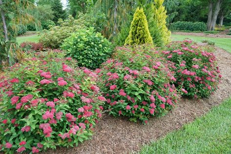 Double Play Spirea, Double Play Doozie Spirea, Dogwood Bush, Foundation Plants, Spirea Bush, Spirea Shrub, Blooming Perennials, Deer Resistant Garden, Long Blooming Perennials