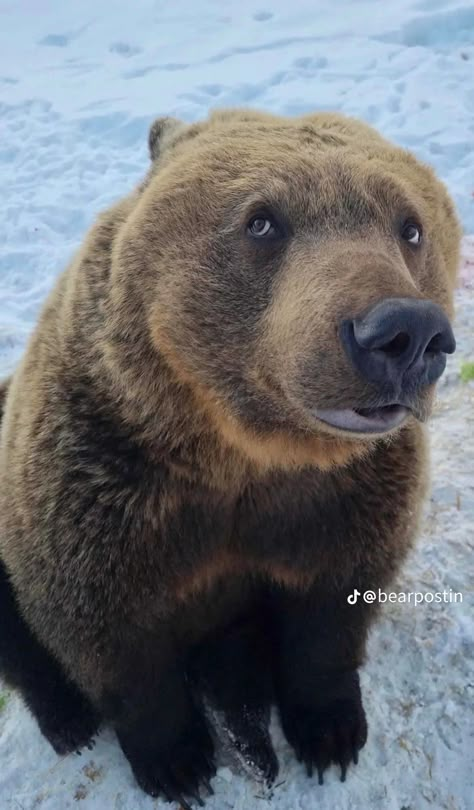 Bear Photo Reference, Bear Lying Down, Bear Scratching Back, Werebear Aesthetic, Grizzly Bear Aesthetic, Eat Yo Food B Damn, Bear Astethic, Black Bear Photography, Funny Bear Pictures