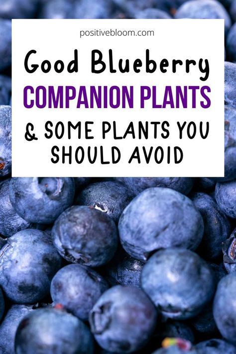 Good Blueberry Companion Plants & Some Plants You Should Avoid Growing Blueberries Bushes, Planting Blueberry Bushes, Pruning Blueberry Bushes, Blueberry Companion Plants, Blueberry Tree, Blueberry Gardening, Food Forest Garden, Growing Blueberries, Garden Companion Planting