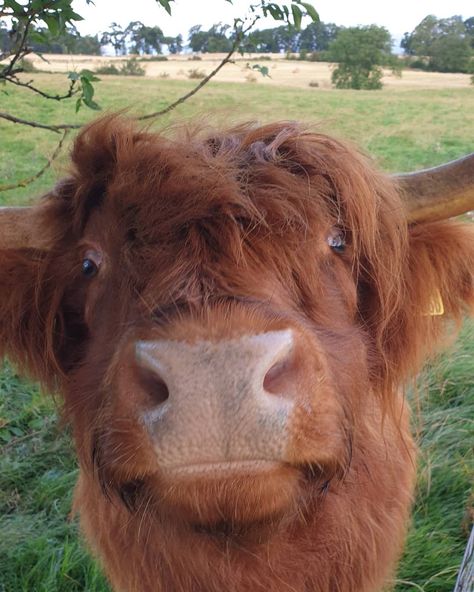 Holiday Home 4 Rent Scotland on Instagram: “Happy #coosday from Morven ❤. . . . . . #highlandcow #heilancoo #scottishfold #scottishcattle #highlanders #redhead #ginger #hairycow…” Long Haired Cows, Highland Cattle, Great Pic, Baby Cows, Scottish Fold, A Kiss, Highland Cow, Redheads