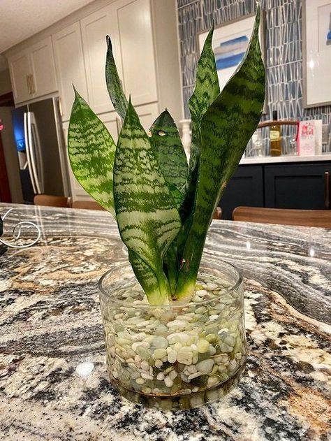 Shower Plant Ideas, House Plants In Water, Snake Plant Indoor, Plants Grown In Water, Plant In Glass, Plants In Jars, Snake Plant Care, Garden Tables, Snake Plants