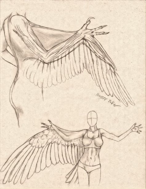 Anthro Avian Arm/Wing Comparative Anatomy Study by RussellTuller on DeviantArt Bird Anatomy Drawing, Arm Wings, Human Wings, Comparative Anatomy, Bird Anatomy, Arm Drawing, Wings Drawing, Wings Art, Anatomy Study