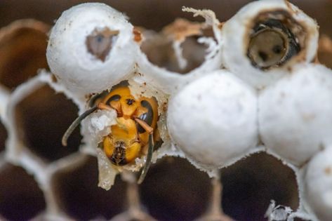 A nest by the numbers — what WSDA found inside Asian giant hornet nest | News | wenatcheeworld.com Hornet Nest, Bait Trap, Stages Of Development, Hornets Nest, Honey Bee Hives, Invasive Species, The Nest, Hornet, Washington State