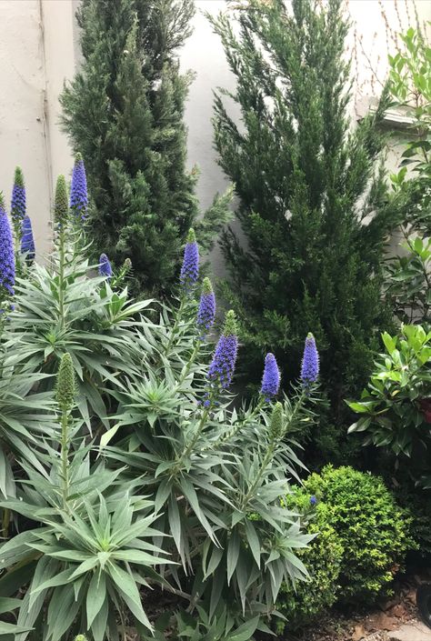 Echium, Cupressus sempervirens, Juniper spartan,buxus Juniper Spartan, Juniper Landscaping, Mediterranean Planting, Dinosaur Garden, Buxus Sempervirens, Cupressus Sempervirens, Roof Gardens, Green Things, Roof Terrace