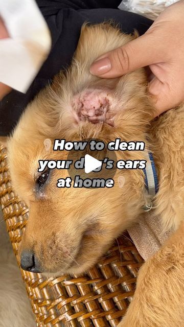 oscar_hachi_tails on Instagram: "📌Don’t use dettol on your dogs’ ears! We have recently learned that it’s not good for them. You can buy ear cleaner solutions at the pet shop and then use a plain cotton pad if you want to wipe their ears.  Don’t put your fingers inside their ears thou.  This is the first time Hanako and Oslo have had their ears cleaned🎊  We use a special dog ear solution to clean the inner parts of the ear that the vet recommends. We’ll post a more detailed version later🤍  #athome #diy #ear #earcleaning #clean #dogsofinstagram #dog #doglover #goldenretriever #goldenretrievers #goldenretrieverpuppy #englishcreamgoldenretriever #englishcream #englishcreampuppy #pup #puppy #puppies" Dogs Ears Itching Remedies, Yeast In Dogs Ears, How To Clean Dogs Ears At Home, How To Clean A Dogs Ears, Clean Dogs Ears Diy, Diy Dog Ear Cleaner, Natural Dog Ear Cleaner Diy, Dog Ear Cleaner Homemade, Dog Ear Cleaning Solution Diy