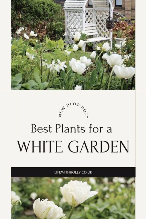 White Garden Border, Plants With White Flowers, White Perennial Flowers, Garden Border Plants, English Flower Garden, White Spring Flowers, East Facing Garden, Cottage Garden Borders, Dry Shade Plants