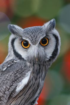 Holiday Owl, Regnul Animal, Owl Photography, Owl Photos, Owl Pictures, Beautiful Owl, Owl Bird, Owl Art, Pretty Birds