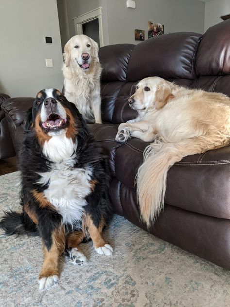 A Golden Retriever, Mountain Dog, Golden Retriever Puppy, Retriever Puppy, Bernese Mountain, Dogs Golden Retriever, Pure Joy, Bernese Mountain Dog, Golden Retrievers