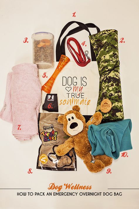 How to pack a dog-friendly overnight bag (great to have on hand in case of emergencies, especially when bad weather hits!) Dog Overnight Bag, Basset Hound Rescue, Pet Photography Studio, Dog Lifestyle, Dog Wellness, Dog Magazine, Hello Winter, Dog Bag, Modern Dog