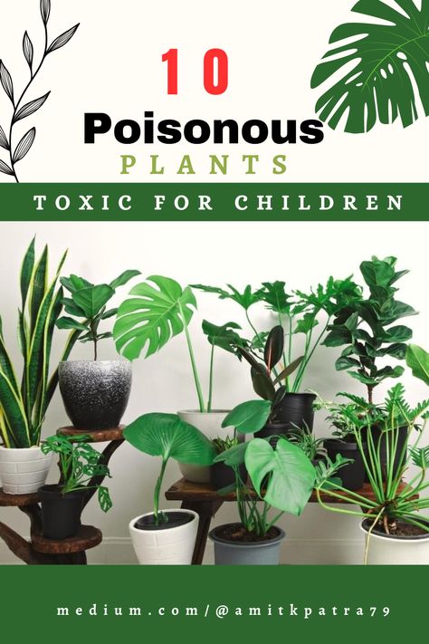 While Houseplants offer numerous benefits, it’s important to be aware of the potential dangers they can pose to children. By understanding which house plants are poisonous and taking appropriate precautions, you can create a safe environment for your kids.

#Inddorplants
#houseplants
#kids
#safetyforkids
#poisonous plants
#toxic plants
poisonous plants, toxic plants, poisonous flowering plants, poisonous plants and flowers, the poisonous flower Toxic Plants For Humans, Poisonous Flowers Aesthetic, Non Toxic Indoor Plants, Toxic Plants, Common House Plants, Planting For Kids, Safe Environment, Poisonous Plants, Bathroom Plants